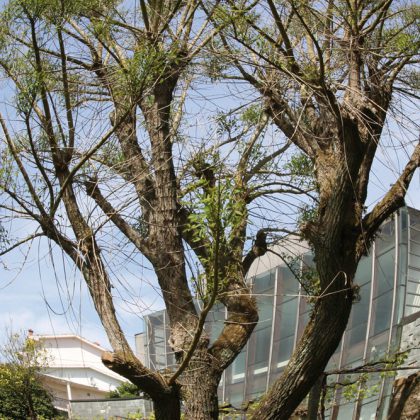Eritrina da Casa de Rosalía (ou árbore do coral)
